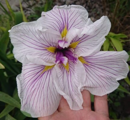 Japānas īriss 'Greywoods Catrina'